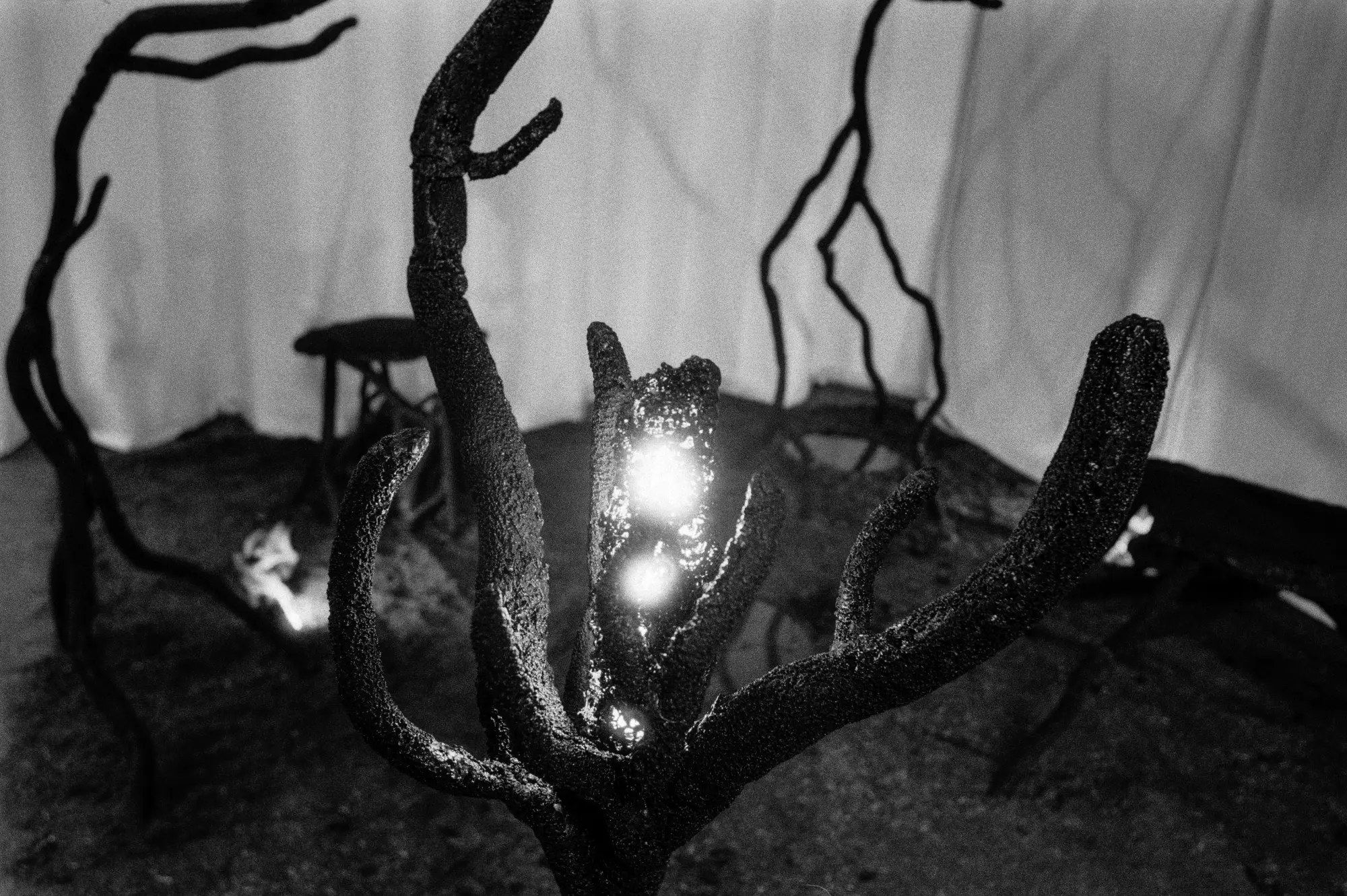 Inside the piece, a buried light burning through a trunk